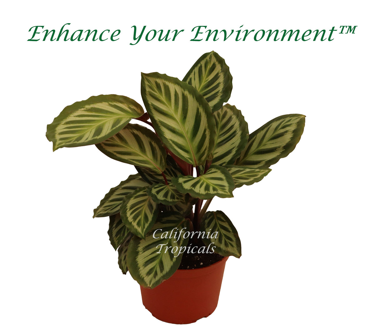 Calathea Peacock (Makoyana) live plant in a 6" grower's pot