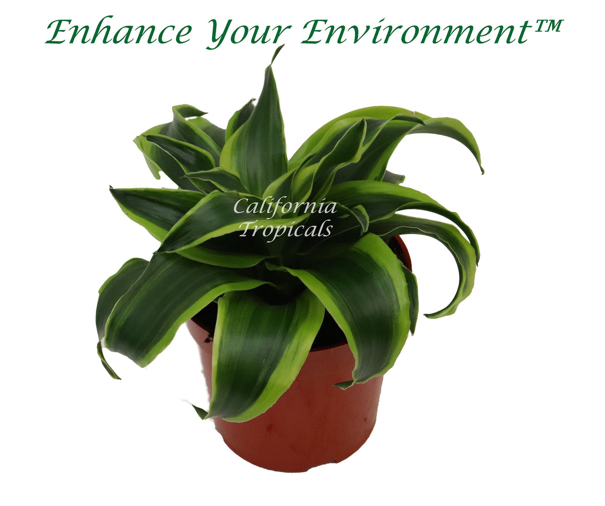 Dracaena Dragon live plant, Green