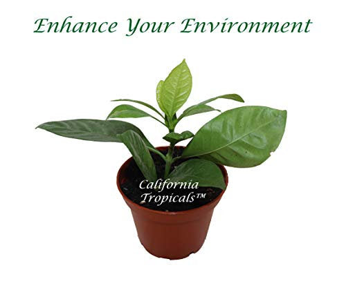 Everblooming Gardenia live plant in a 2" grower's pot