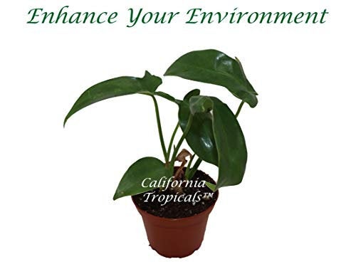 Philodendron Pedatum live plant in a 2" grower's pot