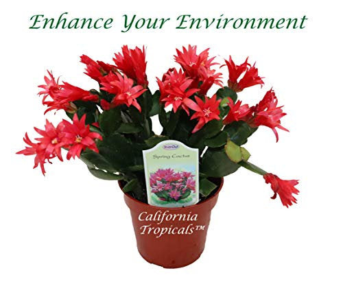 Red Spring Cactus (Rhipsalidopsis) in a 4" grower's pot