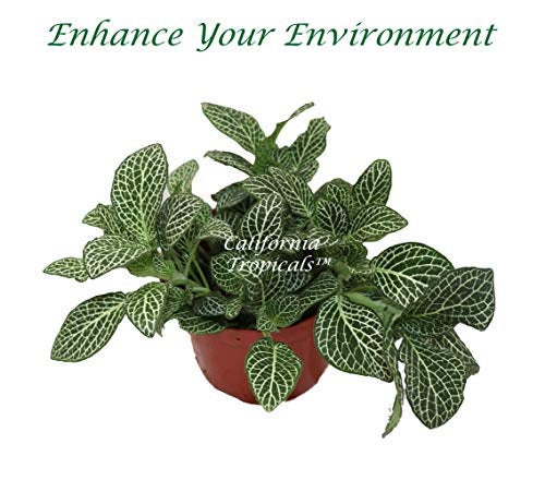 White Fittonia Nerve Plant in a 6" grower's pot
