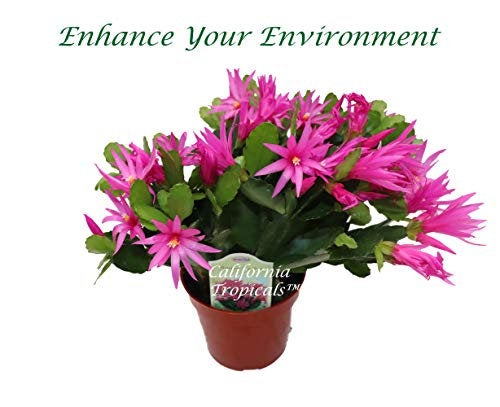 Pink Spring Cactus (Rhipsalidopsis) in a 4" grower's pot