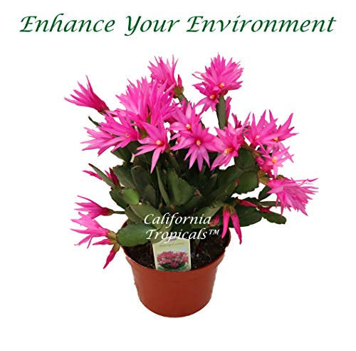Pink Spring Cactus (Rhipsalidopsis) in a 6" grower's pot