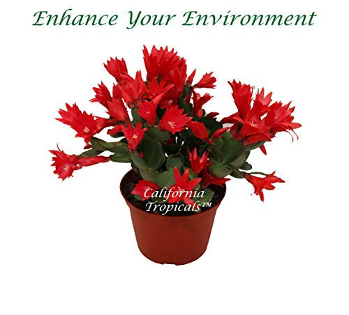 Red Spring Cactus (Rhipsalidopsis) in a 6" grower's pot