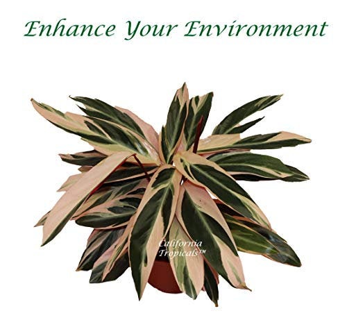 Calathea Triostar live plant in a 6" grower's pot