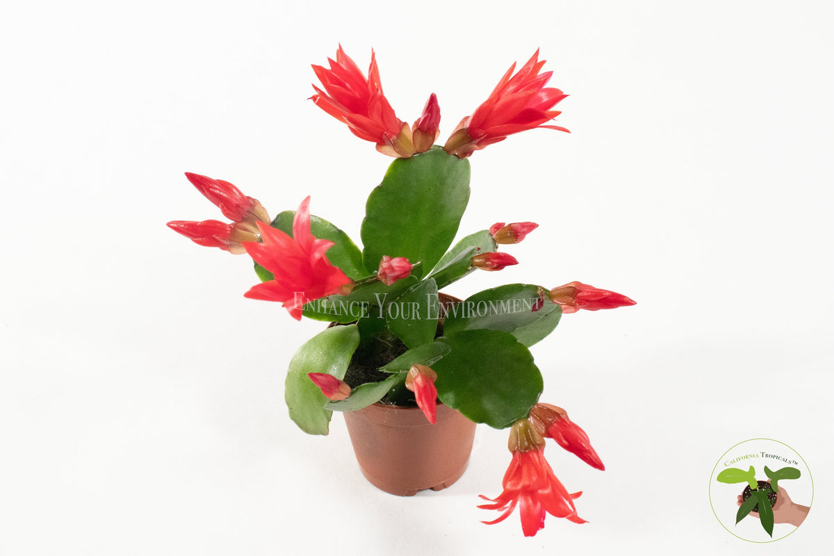 Standard Spring Cactus (Rhipsalidopsis) in a 2" grower's pot