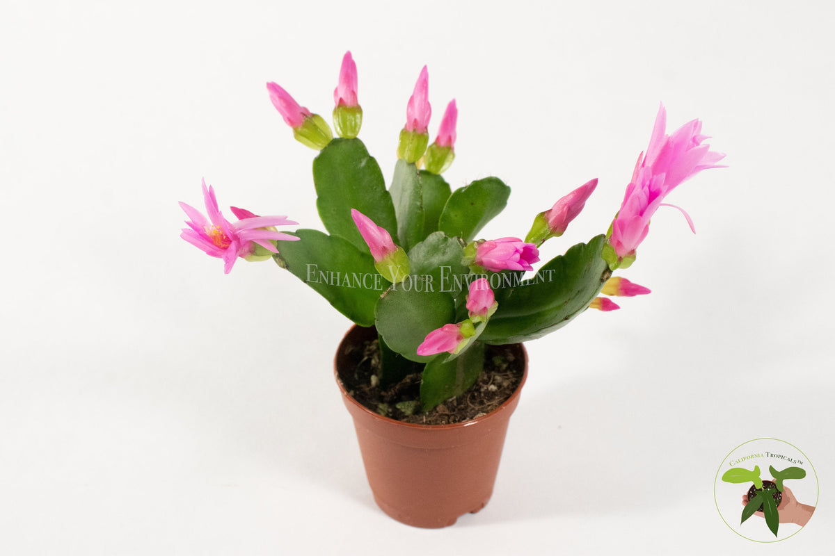 Spring Cactus (Rhipsalidopsis) foliage detail