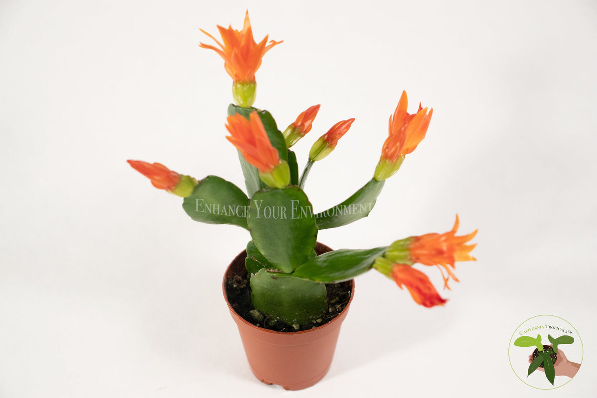 Spring Cactus (Rhipsalidopsis) foliage detail