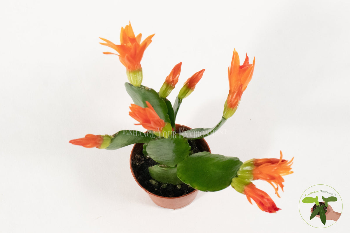 Spring Cactus (Rhipsalidopsis) foliage detail