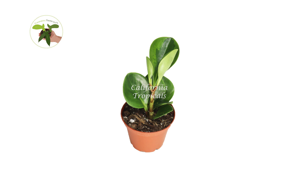 Peperomia Lemon Lime live plant in a 3" grower's pot