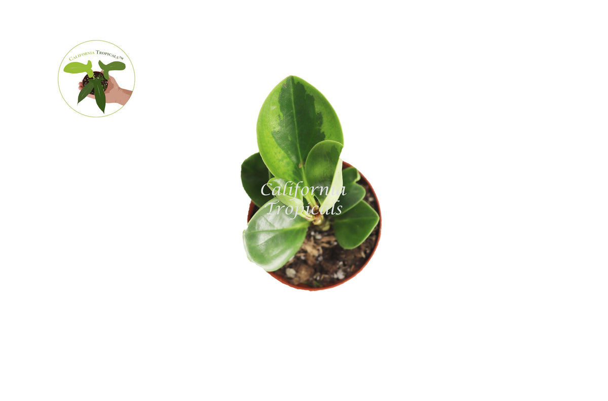 Peperomia Lemon Lime live plant foliage detail