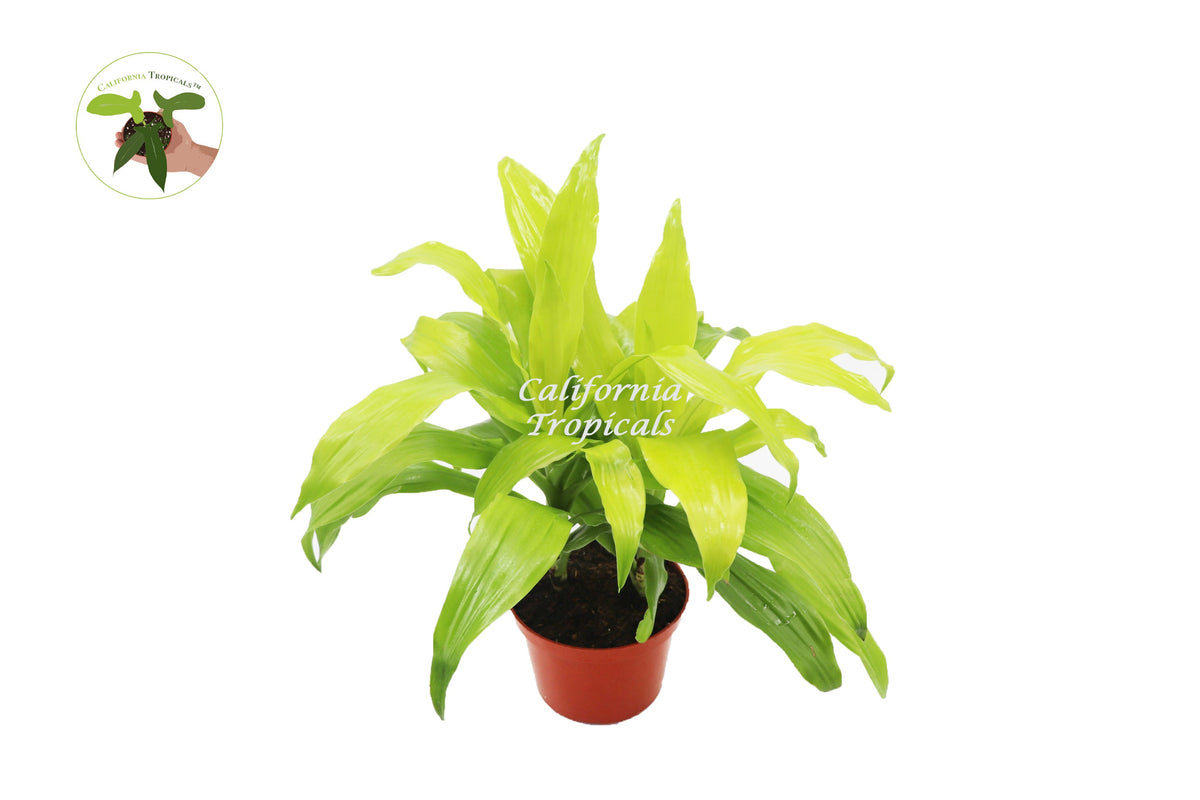 Dracaena Lime Light live plant in a 6" grower's pot