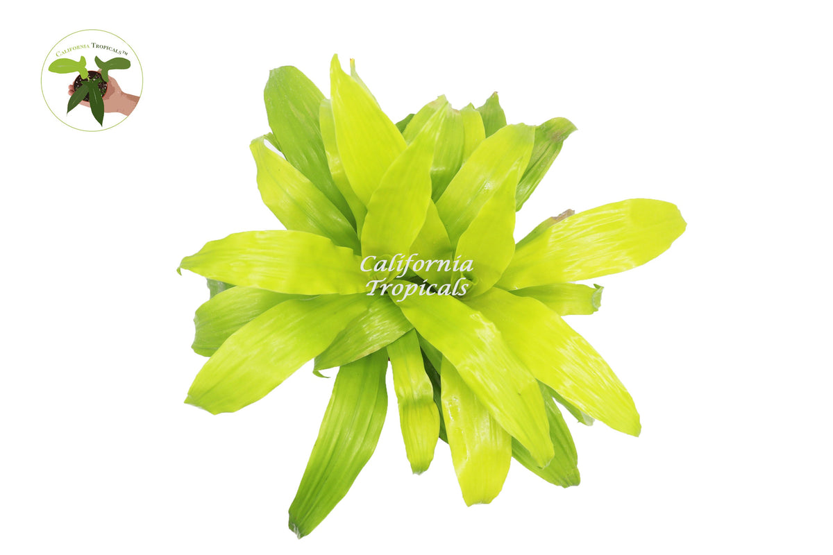 Dracaena Lime Light live plant foliage detail
