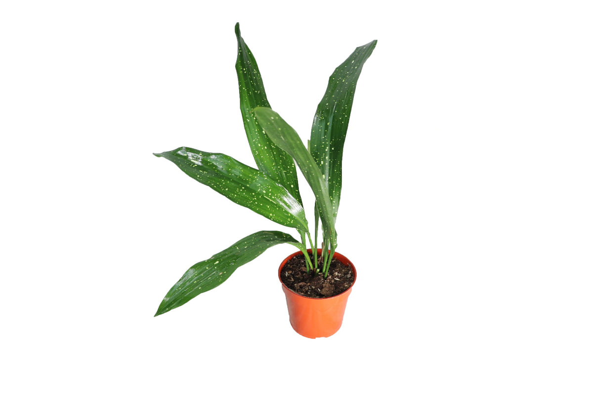 Aspidistra Elatior 'Milky Way' live plant in a 4" grower's pot