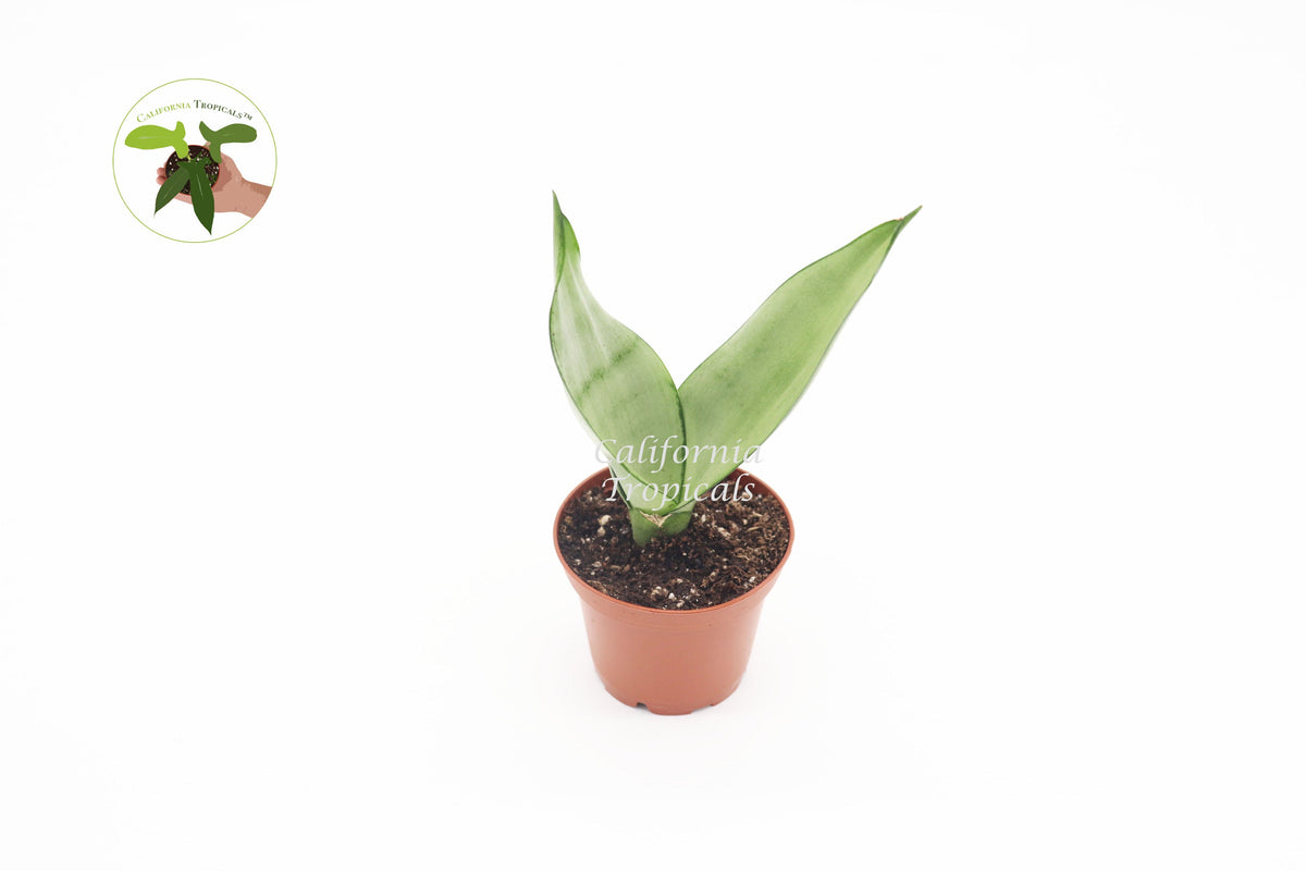 Sansevieria Moonshine live plant in a 2" grower's pot