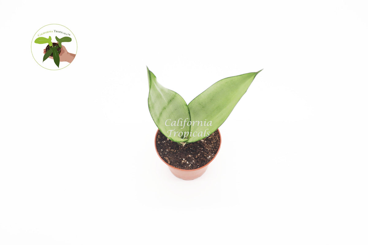 Sansevieria Moonshine live plant foliage detail