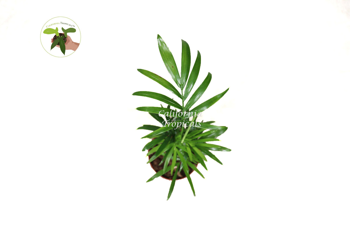 Parlor Palm (Chamaedorea Elegans) foliage detail