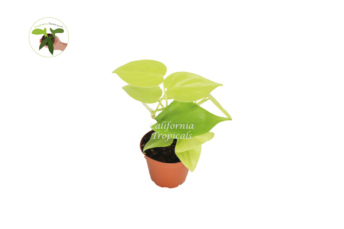 Neon Philodendron Cordatum live plant in a 2" grower's pot