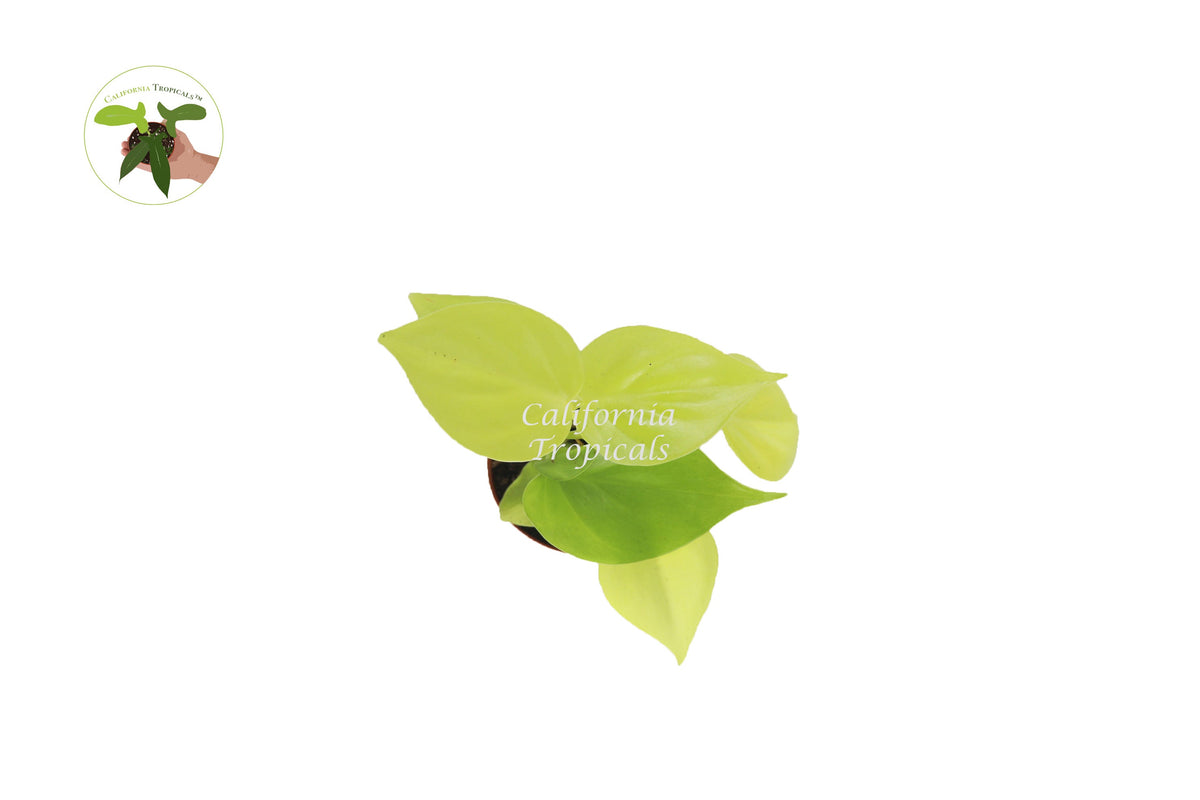 Philodendron Cordatum live plant foliage detail
