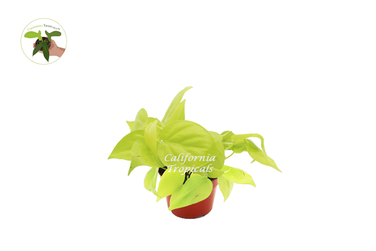Neon Philodendron Cordatum live plant in a 4" grower's pot