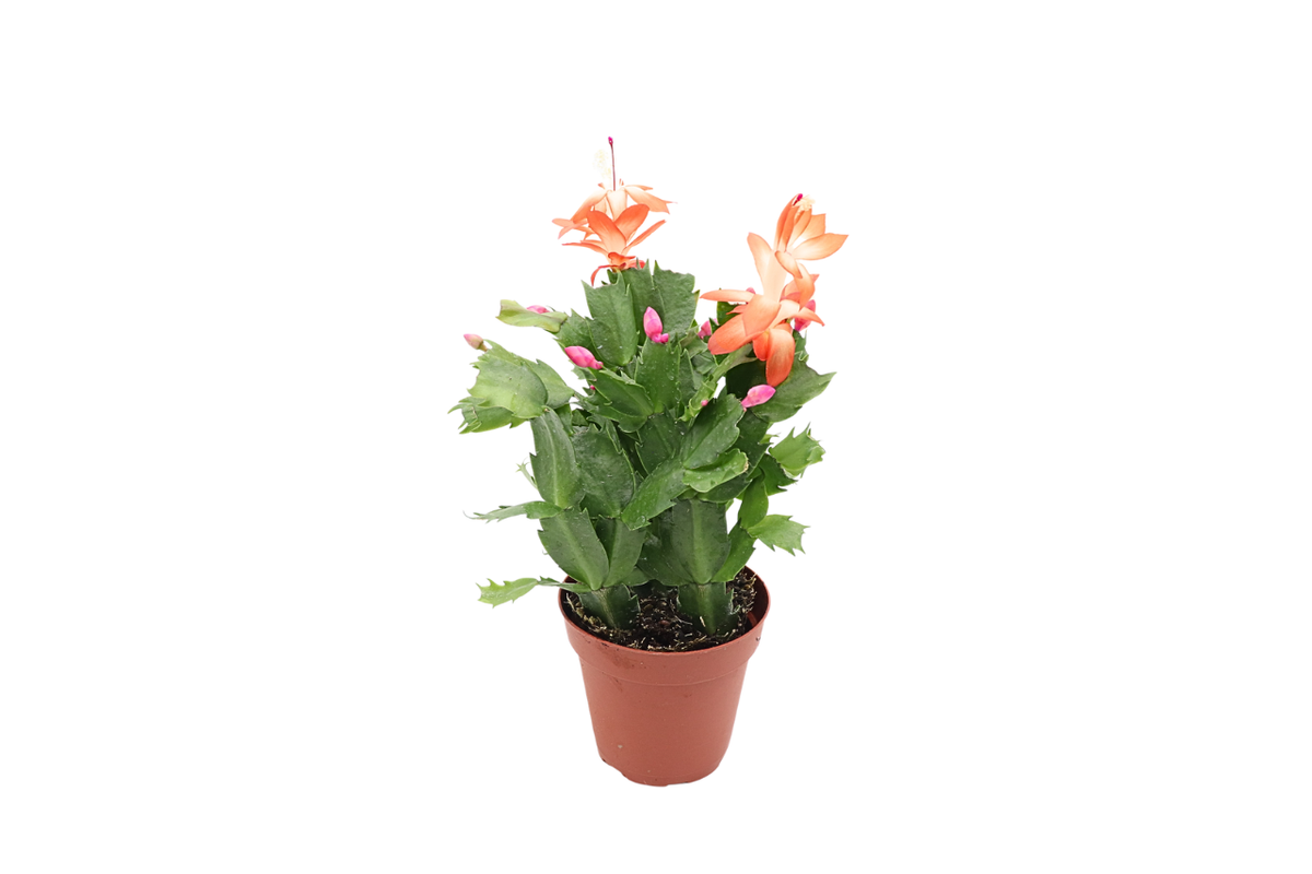 Holiday Cactus (Schlumbergera), Orange