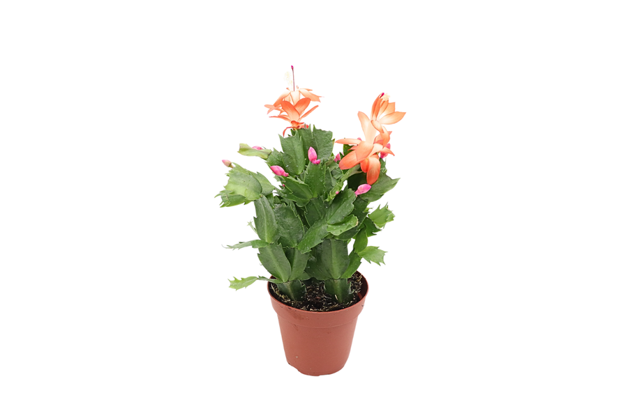 Holiday Cactus (Schlumbergera), Orange