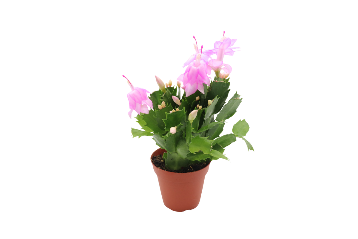 Holiday Cactus (Schlumbergera), Pink