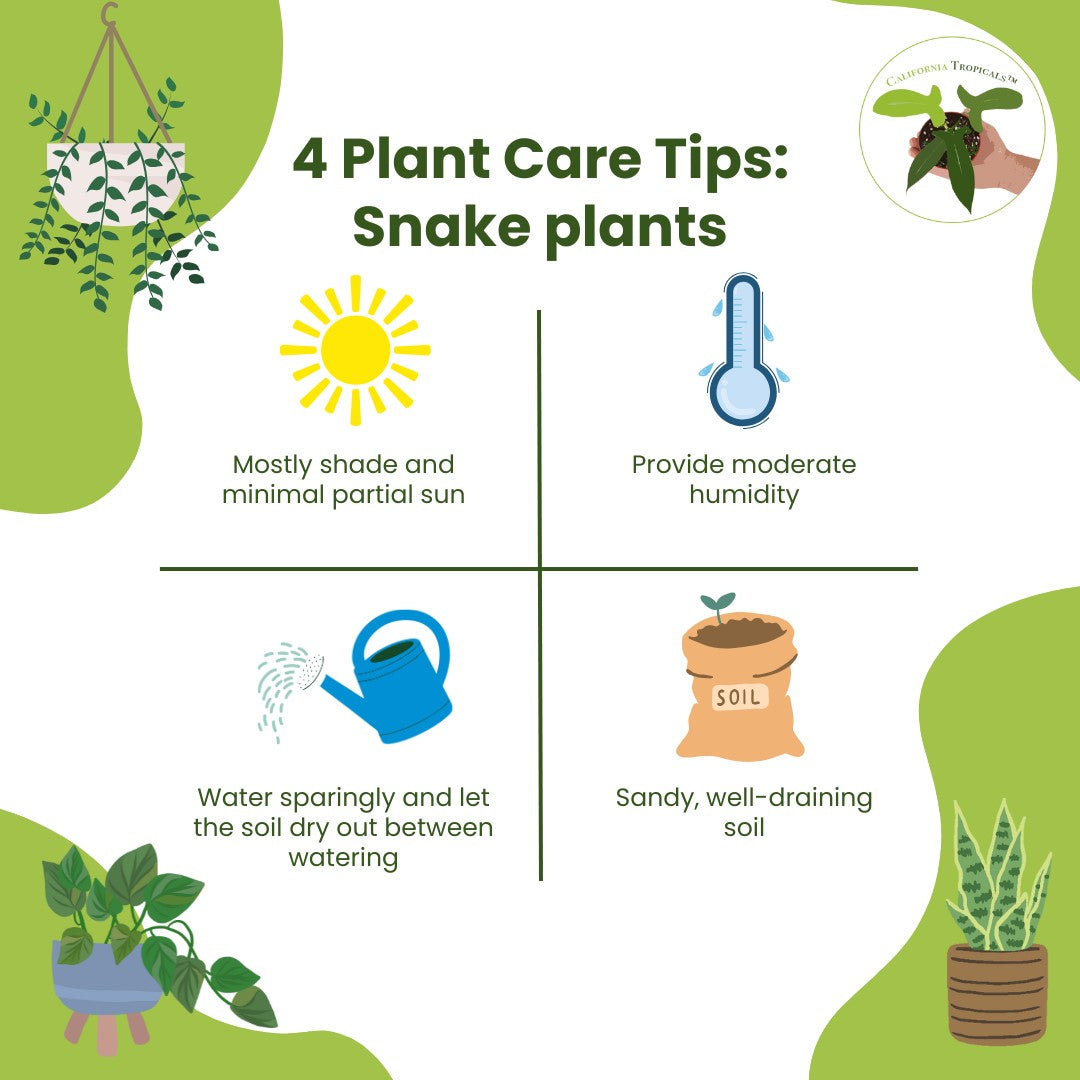 3 Snake Plants