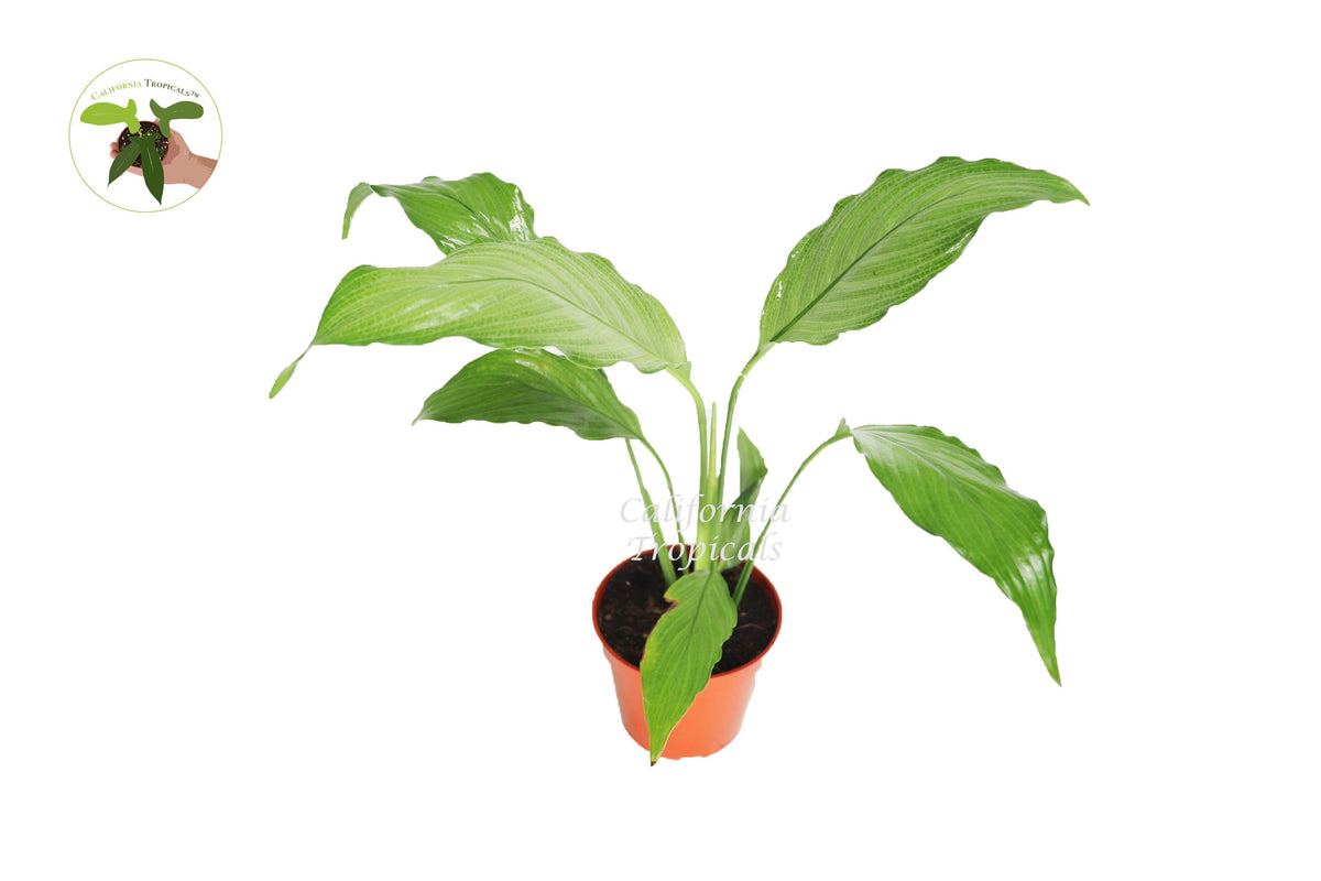 Platinum Mist Peace Lily live plant in a 4" grower's pot