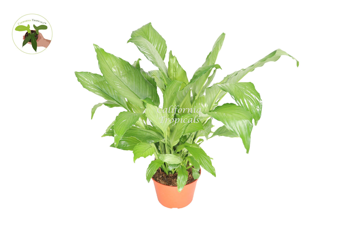 Platinum Mist Peace Lily live plant in a 6" grower's pot