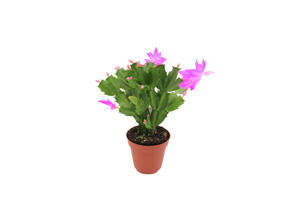 Holiday Cactus (Schlumbergera), Purple