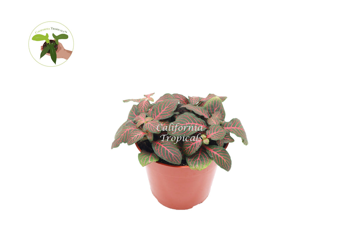 Red Fittonia Nerve Plant in a 4" grower's pot