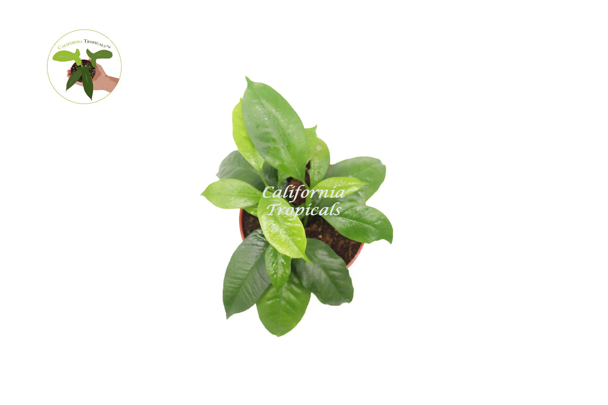 Hoya Multiflora Shooting Star live plant foliage detail