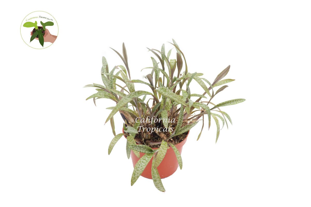 Silver Squill (Ledebouria Socialis) live plant in a 6" grower's pot