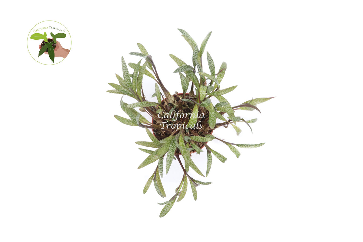Silver Squill (Ledebouria Socialis) live plant foliage detail