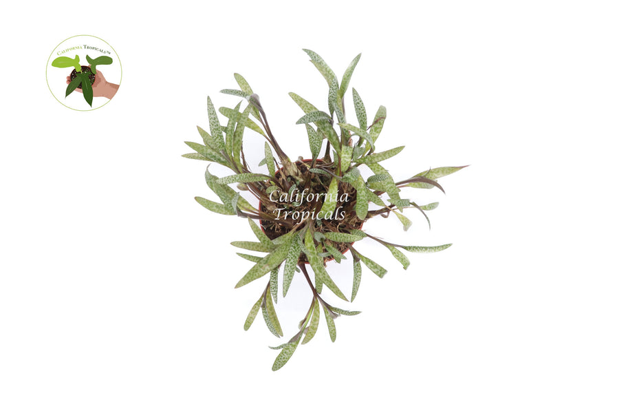 Silver Squill (Ledebouria Socialis) live plant foliage detail