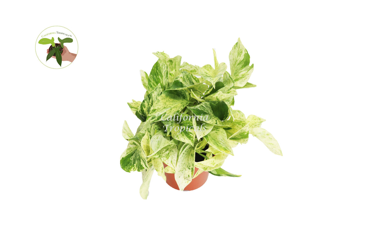 Snow Queen Pothos live plant in a 6" grower's pot
