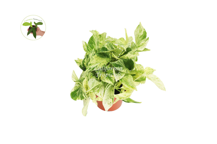 Snow Queen Pothos live plant in a 6" grower's pot