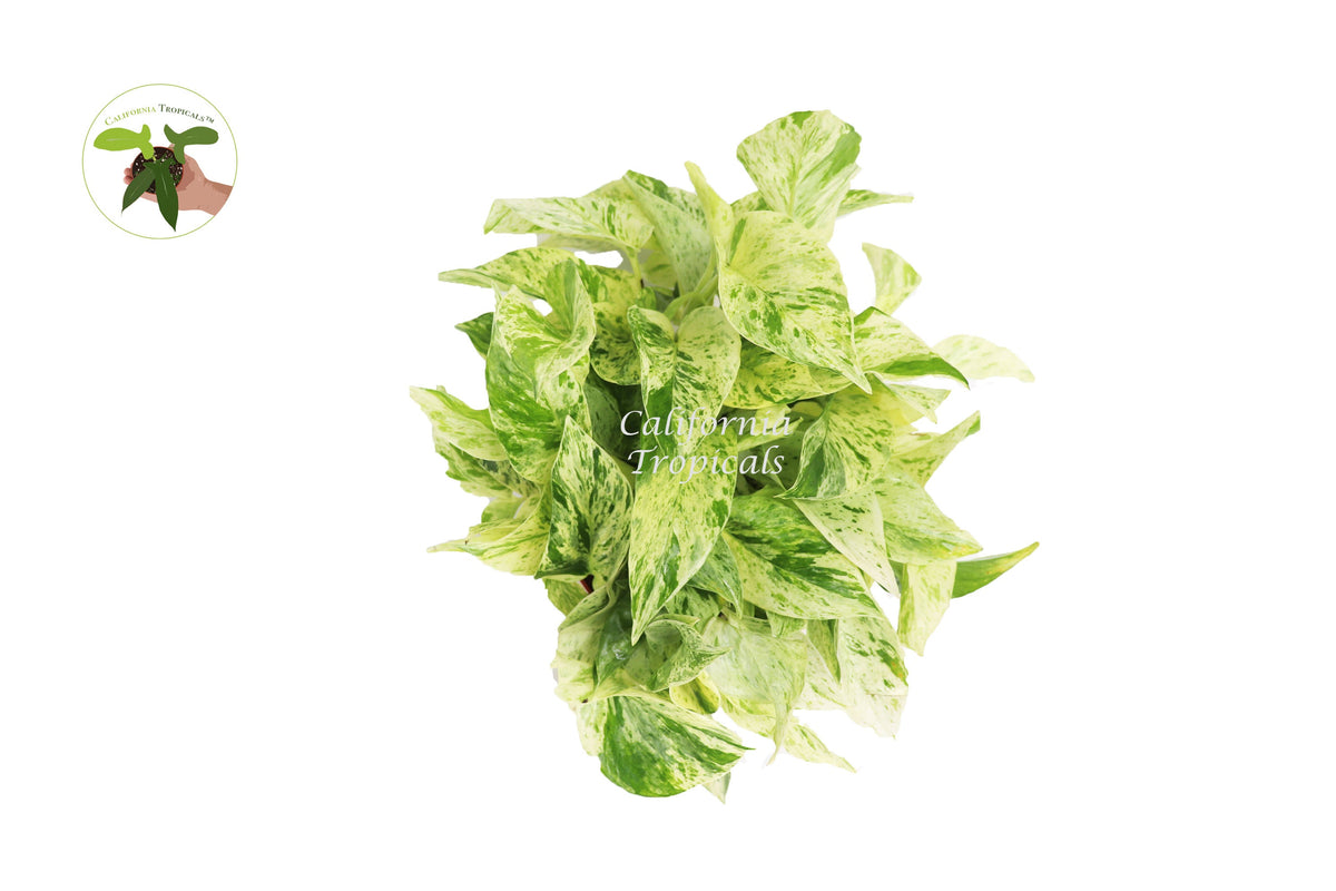 Snow Queen Pothos live plant foliage detail
