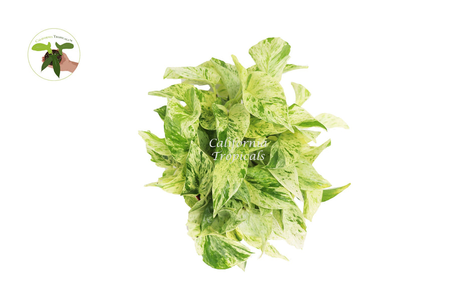 Snow Queen Pothos live plant foliage detail