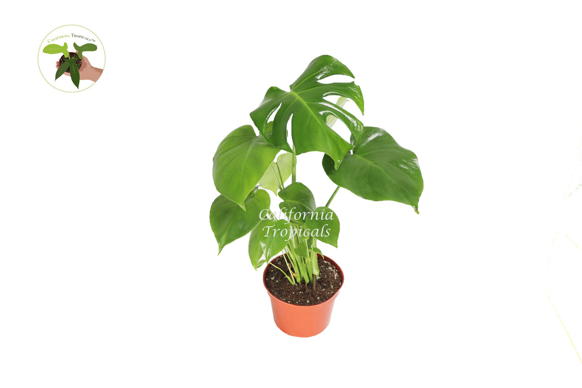 Monstera Split Leaf (Deliciosa) live plant in a 6" grower's pot
