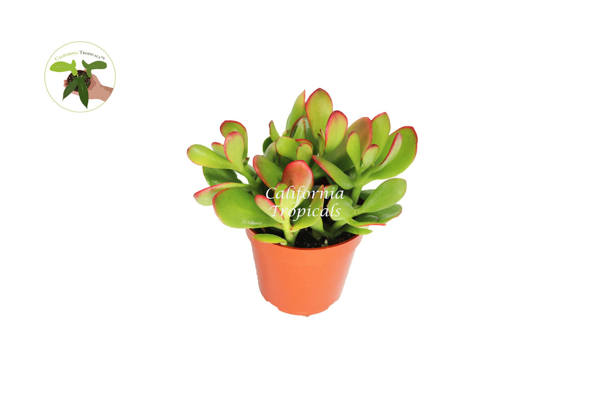 Crassula Ovata (Sunset Jade) live plant in a 4" grower's pot