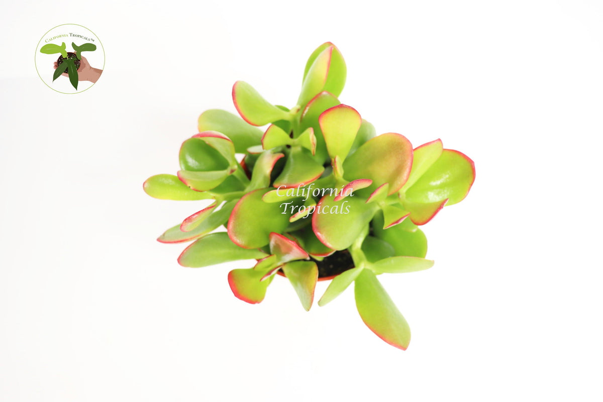 Crassula Ovata (Sunset Jade) live plant foliage detail