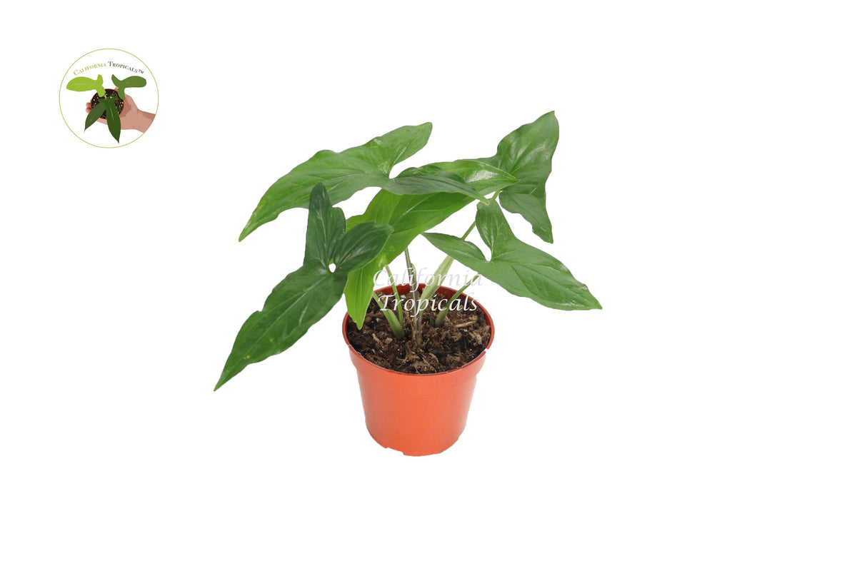 Syngonium Podophyllum (Green Aroid) live plant in a 4" grower's pot