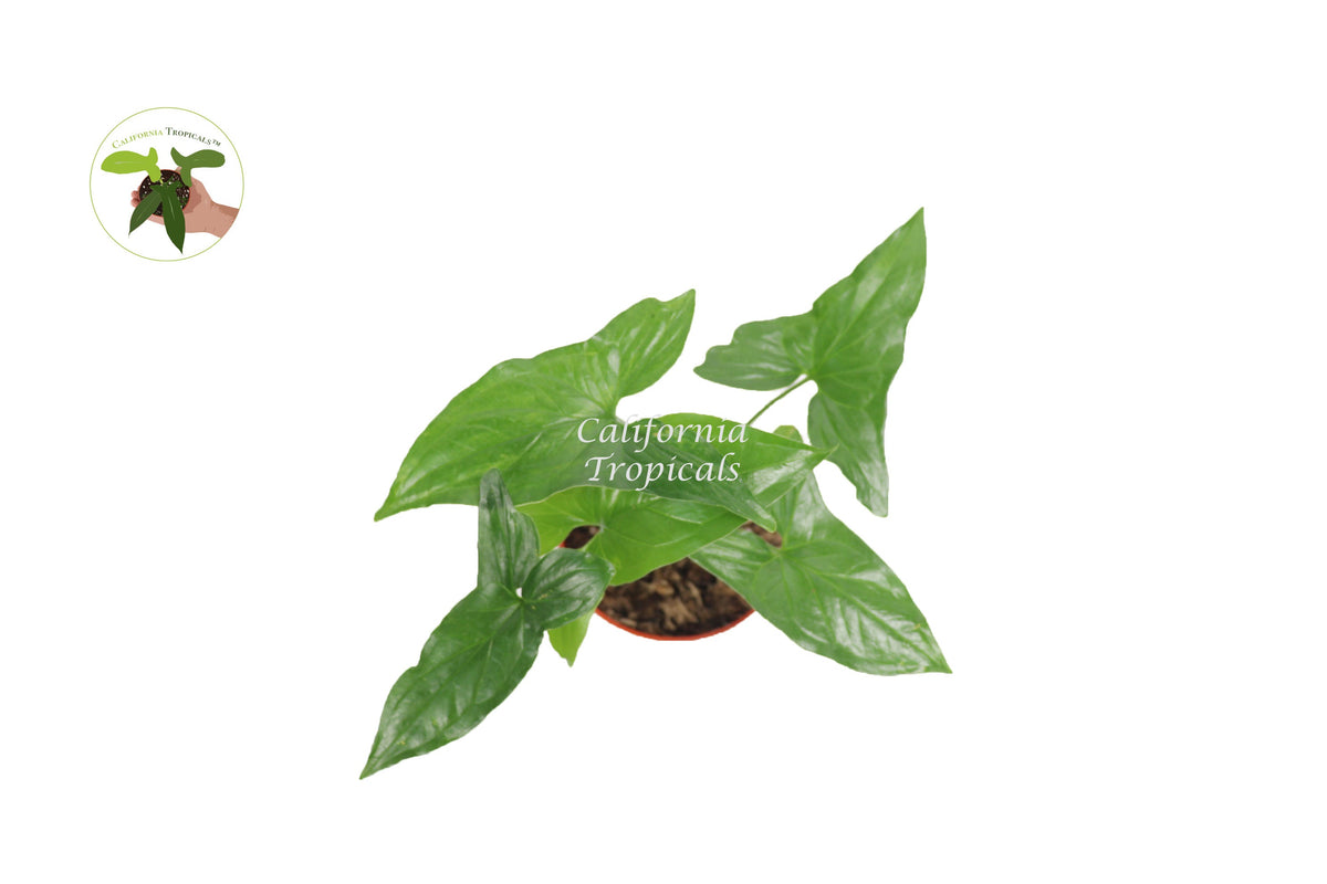 Syngonium Podophyllum (Green Aroid) live plant foliage detail