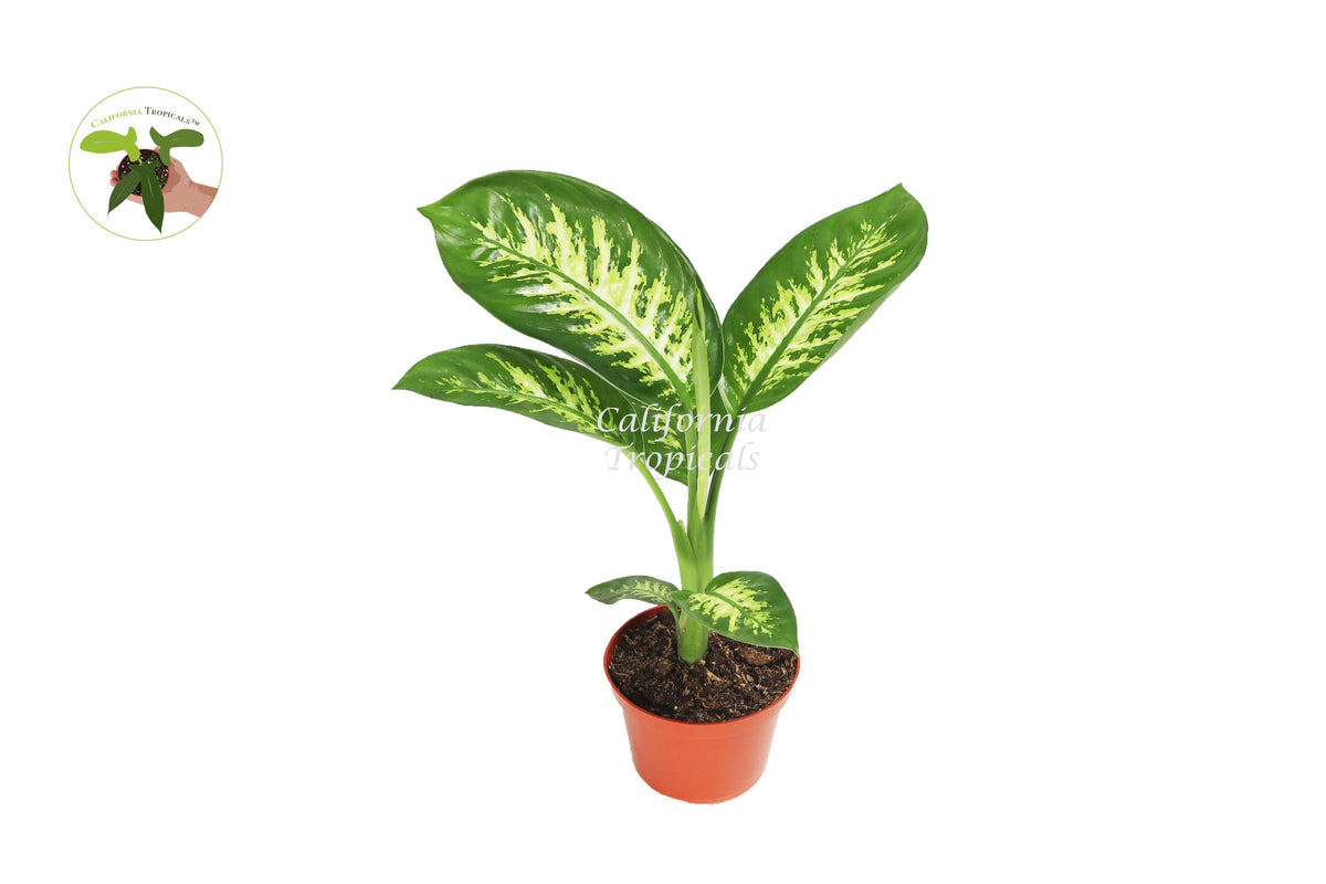 Dieffenbachia Compacta (Tropical Snow) live plant in a 6" grower's pot