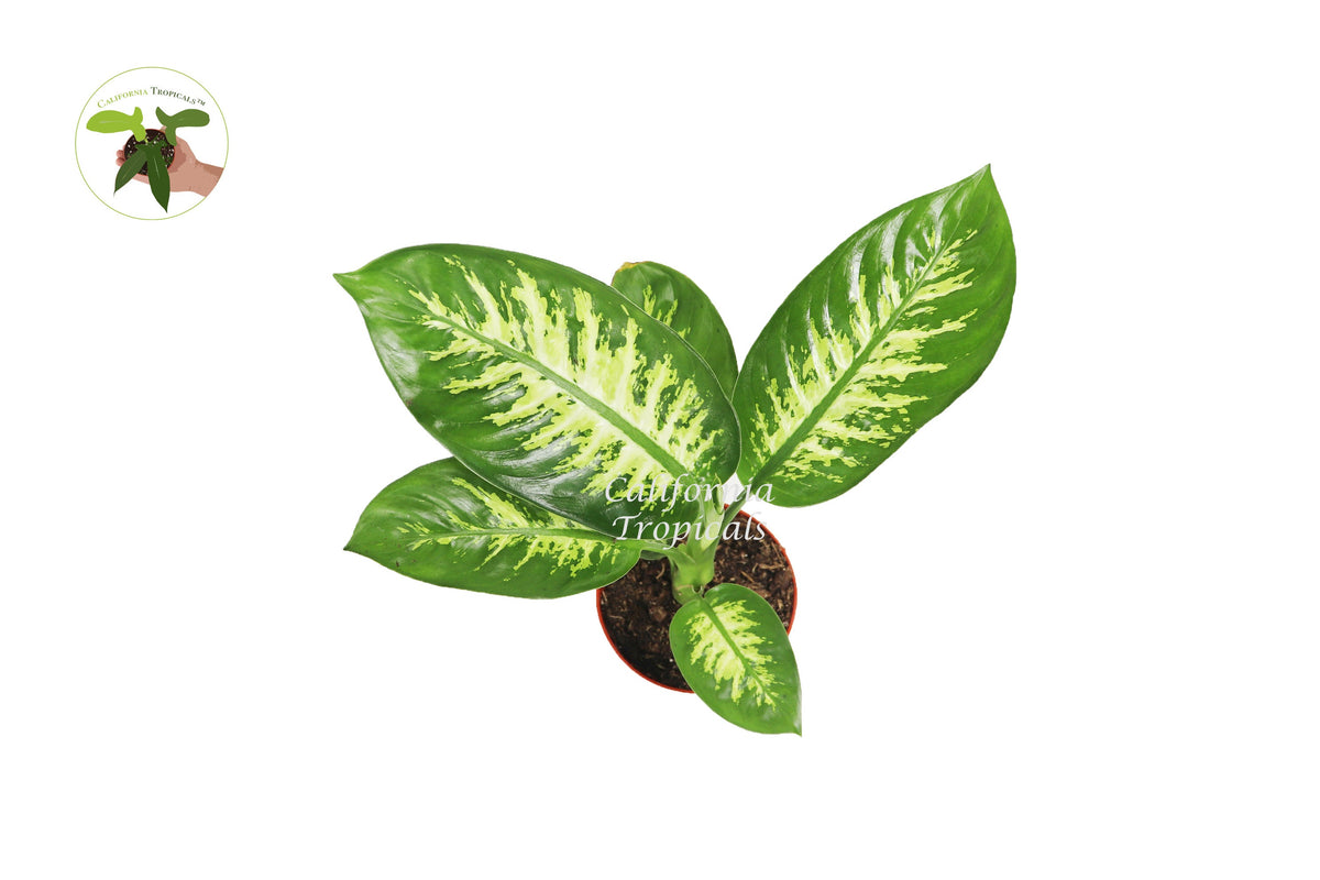 Dieffenbachia Compacta (Tropical Snow) live plant foliage detail