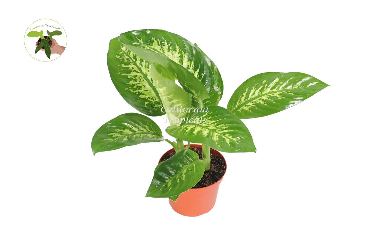 Dieffenbachia Compacta (Tropical Snow) live plant in a 8" grower's pot