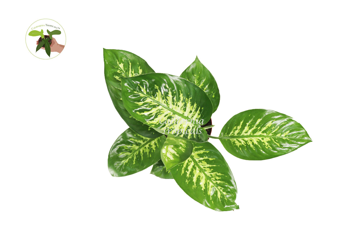 Dieffenbachia Compacta (Tropical Snow) live plant foliage detail